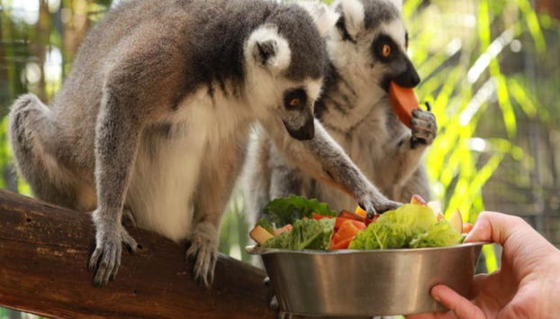 Ingressos para a Admissão Geral no Parque de Vida Selvagem de Gorge - Foto 2