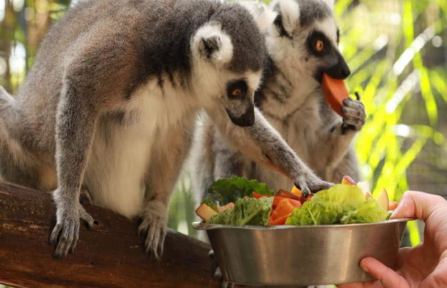 Billets d'entrée générale pour le parc animalier Gorge Wildlife Park - Photo 2