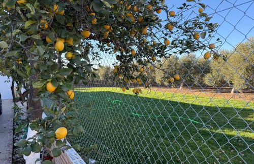 La Casa del Flamenco - Foto 51