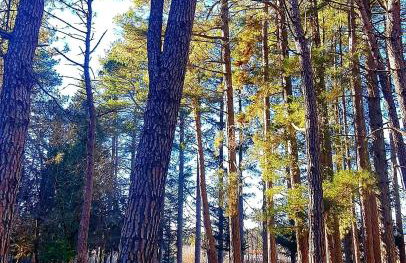 Elati Hills - Photo 67