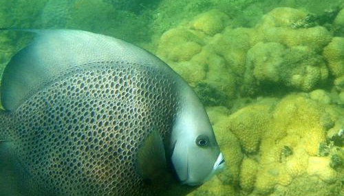 Sol e Praia - Photo 3