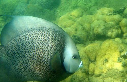 Sol e Praia - Photo 3