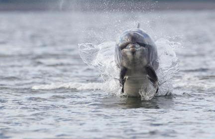 Dolphin View Hillockhead - Foto 48