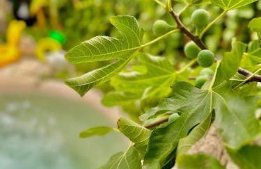 Casa Klod Ibiza - Foto 34