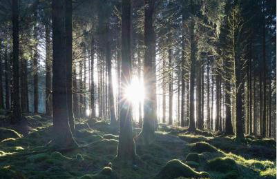 Swan Landing - Photo 15