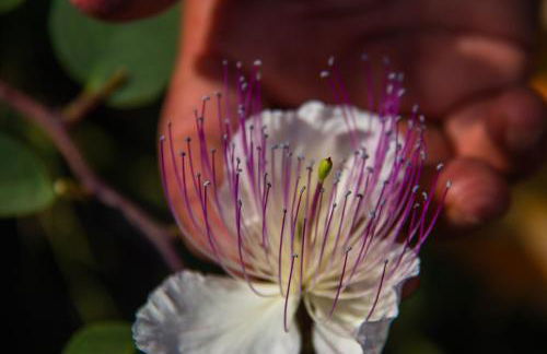 Agriturismo Al Cappero - Foto 63