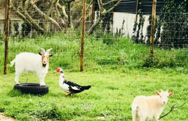 Casa Da Várzea-Casa relaxante com piscina partilhada - Foto 11
