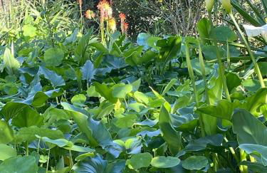 Três Figos - Foto 73