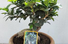 Villa con piscina uso esclusivo - Photo 33