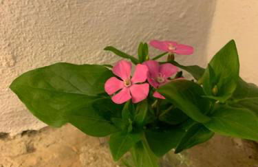 Casas de Almajar - Foto 49