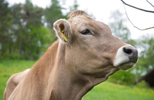 Moarhof Gufidaun - Photo 15