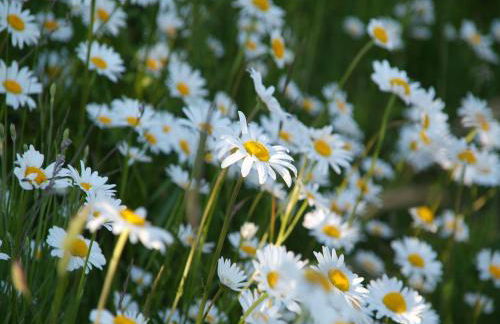 Guest House near Coast - Foto 21