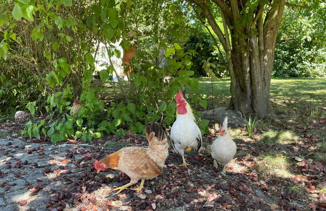 Gärtnerhaus - Foto 26