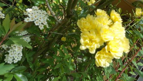 Rifugio Valentina - Foto 5, Garden