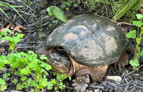 Cedar Valley Cottage Ideal Location Pet friendly Get Away - Foto 35