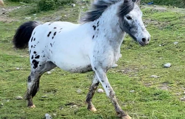 Beautiful Hillside Apartment Near Elgin, Scotland - Foto 39