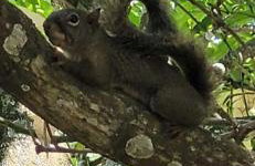 Rancho do andi - Foto 20