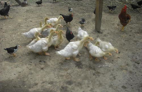 Agriturismo Biologico Villa Rosa - Photo 57