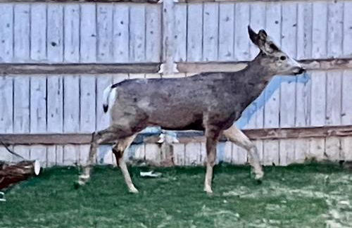 Heritage House-Skiing close,Walk to Main St,Roomy - Foto 41