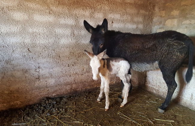 Agriturismo Duca Di San Martino - Photo 30