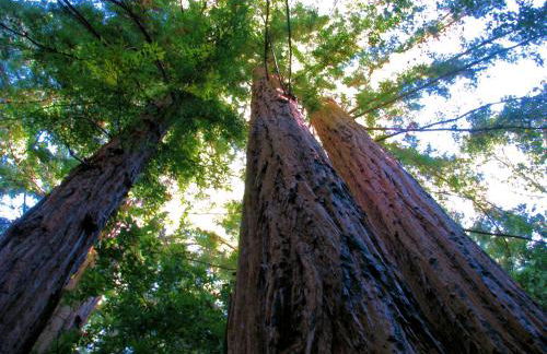 Amazing Oceanview 2 bedroom Oceanfront! by OceanviewHotTubs Shelter Cove, CA Tesla EV Station - Foto 50