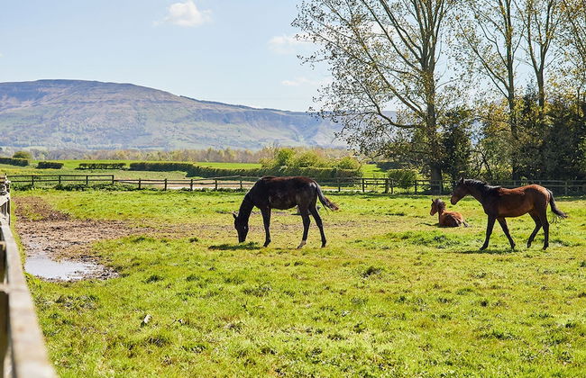 Host Stay Finch House - Foto 28