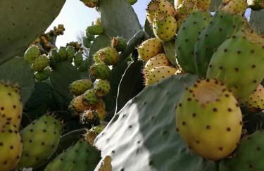 Villa Berenice - Foto 45