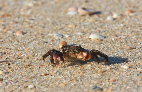 Casas e Quintas de Praia - Foto 14
