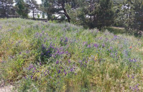 Haus Masuren, bei Ilawa, Angelbootvermietung, Dom czerwony i zielony - Foto 8