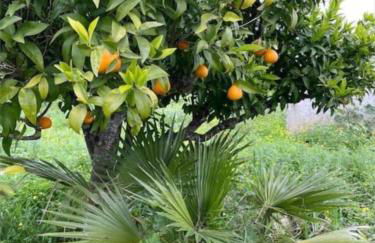 Quinta do Coelhoazul - Foto 17