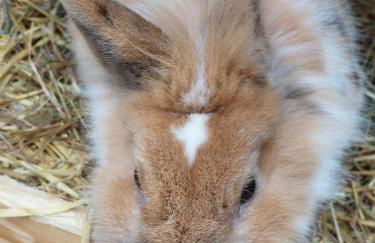 am Balkon des Erzgebirges - Foto 3