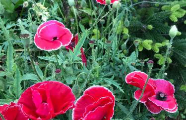 Pine cottage with private hot tub - Photo 23