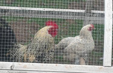 Bridie -rose with wood tub country retreat mini zoo - Foto 43
