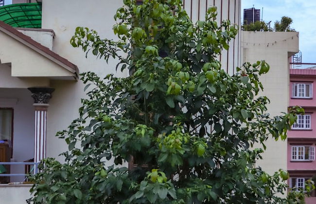 Lemon Tree Apartment and Homestay - Foto 26