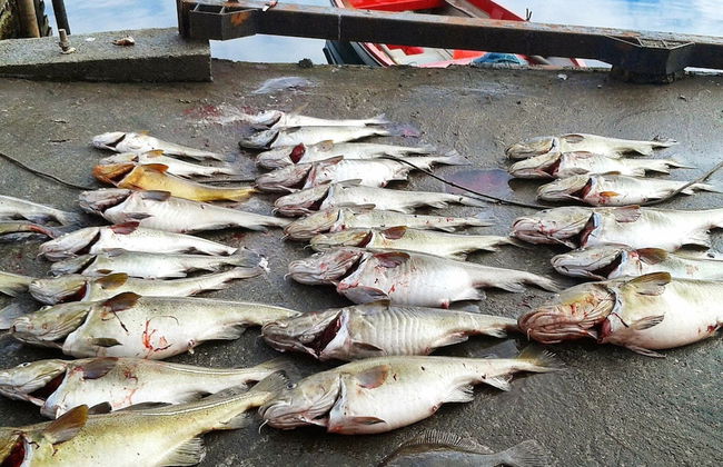 11 Person Holiday Home in Syvde - Foto 21