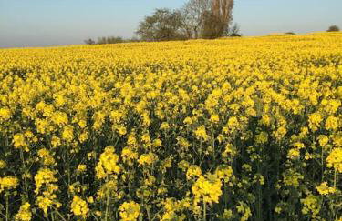 Dunnimere Farm stay with Hot Tub - up to 20 - Foto 37