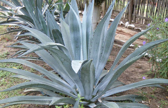 Tour gastronómico por Huatulco - Foto 6