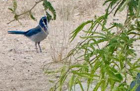 Poppy Ranch Pioneertown - Foto 65