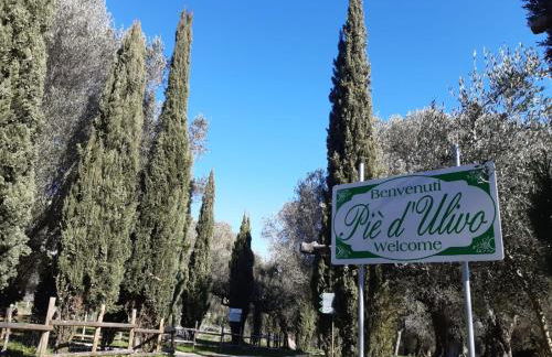 Pie' d'Ulivo - Foto 64