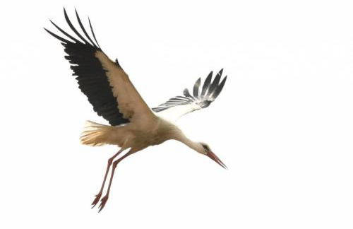 FeWo am Storchennest - a56303 - Foto 1