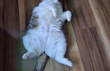 Ferienwohnung M.Spindler - Foto 10