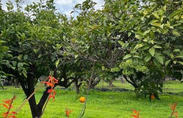 ktima_countryliving - Foto 21