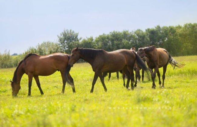 Wooden Summer Houses, Bobolin - Photo 6