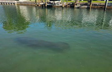 Funshine Pointe Capri - Photo 10