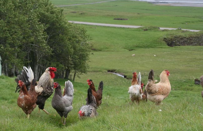 Stafafell Cottages - Foto 9