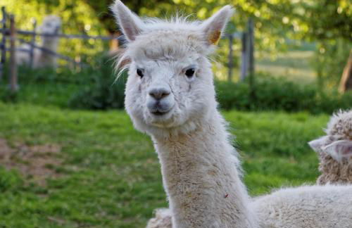 Alpaka-Ferien - Foto 16