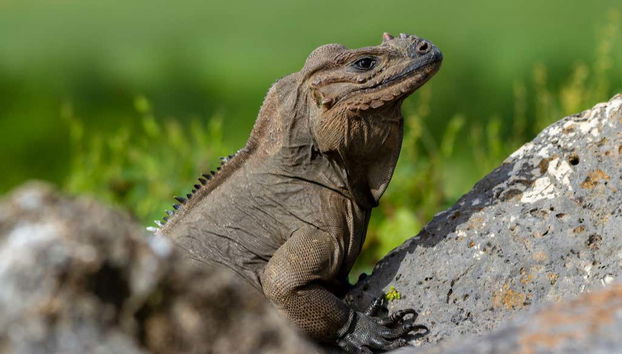Iguane à Scape Park