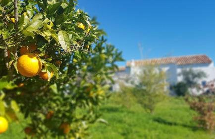 Quinta dos Cochichos – Country Houses - Foto 128