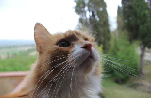 Badia il Vingone - Photo 58