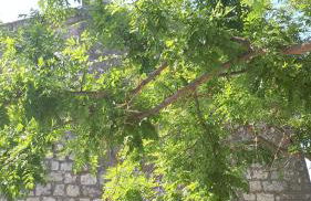 LA GARDE ADHEMAR, L'escalier Médiéval - Foto 48